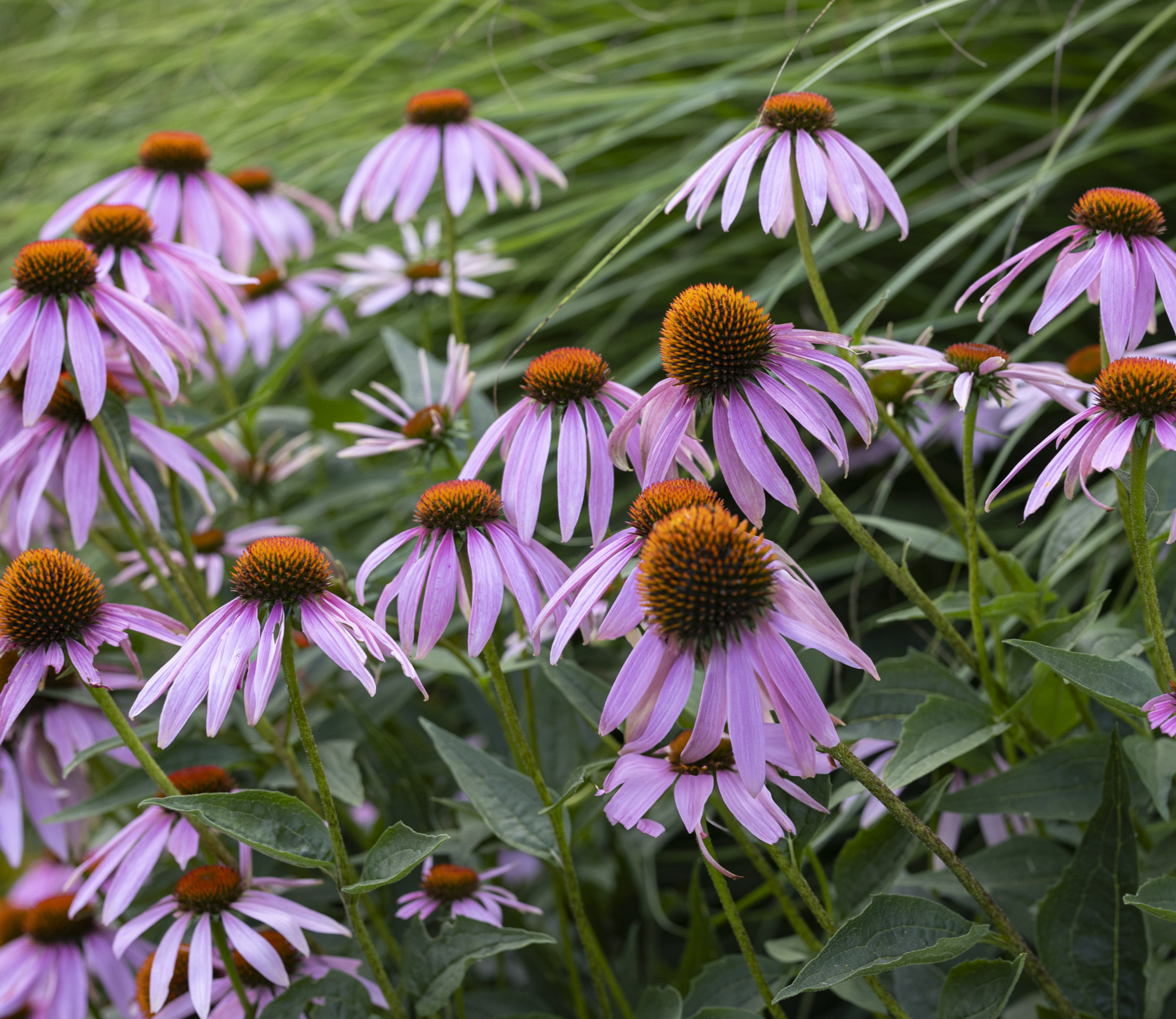 Groundworks Landscaping - photography by Graphic Image Group Inc.